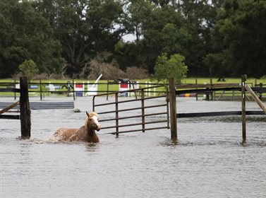 Horse swimming in flood water. Free from pixabay