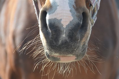 Horse whiskers pixabay