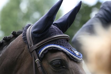 Horse with bonnet on pixabay