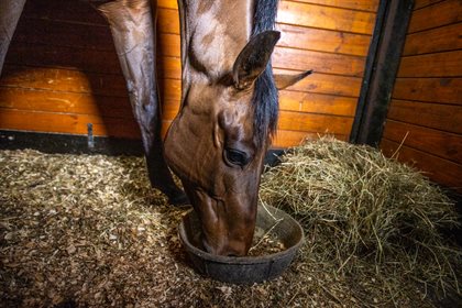 Horses are best fed little and often, as large meals fed all at once can overwhelm the foregut. © KER