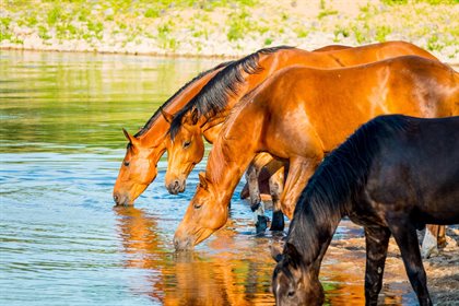 Horses drinking water. Copyright free from pixabay