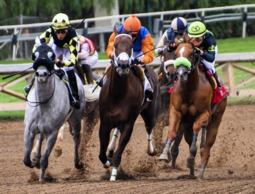 Horses racing on dirt track (Pixabay).