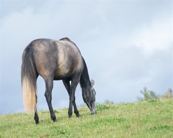 If a horse is lonely in its paddock, fretting for a friend, it will often loose condition.