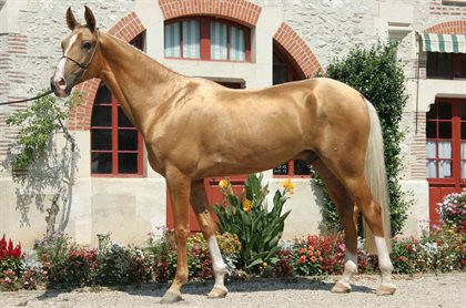 Golden Akhal-Teke stallion.