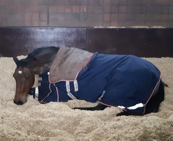 Jake the mounted police horse is definitely not a morning person! © Merseyside Police Mounted Section Twitter
