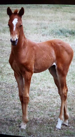 LBA Zhia as a foal. Photo supplied.