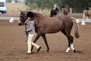 Led pony - 2017 Australian Interschool Equestrian Championship. © Oz Shotz