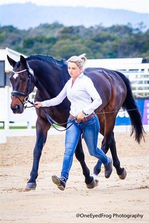 Maddison Cooke's mount, Byalee Magic, is trotted up ahead of the Para Dressage Nationals which begin today at Boneo Park. © One Eyed Frog Photography