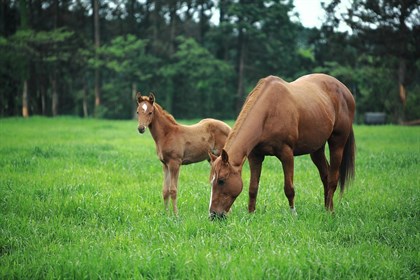 Mare and foal - Pixabay