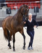 Mary Hanna and Syriana in the trot up for the Grand Prix CDI. © Roger Fitzhardinge