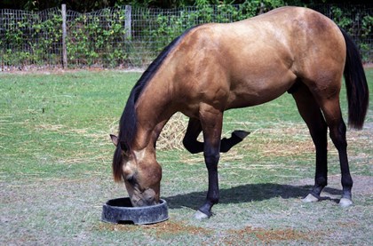 Match the diet with what the equine digestive tract has evolved to consume.  © David Nash