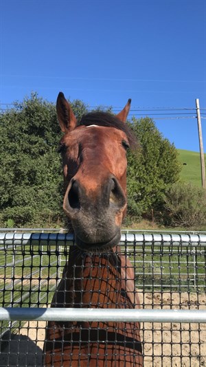 Monty, a 6-year-old Thoroughbred gelding, was down and displaying signs of colic © UC Davis School of Veterinary Medicine