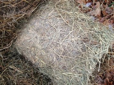 Mould in hay can appear in different forms, but it is often dark or whitish in colour. The best indication is often the smell.