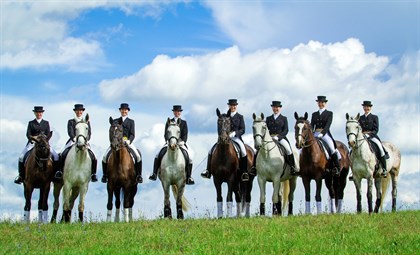NCTM - Row of Horses