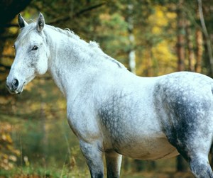 Older horse for EA article © EA - not for reuse