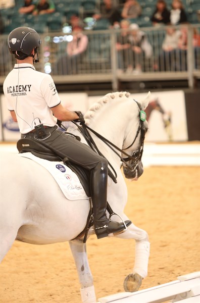 Pedro riding Heather Currie's stallion Istan De Azuel - © Roger Fitzhardinge