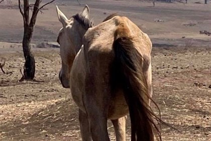 Photos provided to the ABC by the head of an animal rescue organisation show dead horses and others that appear to be severely malnourished © ABC News