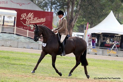 HB Beautiful Encounter demonstrates the substance and quality required of a Show Hunter. © Delsharla Pet Pawtraits