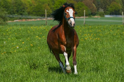 Pony galloping in a paddock. Image: Pixabay