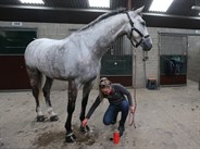 Preparing for trot-up © Lorraine O’Sullivan/Tattersalls International Horse Trials
