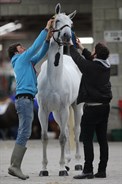 Presentation perfect! © Lorraine O’Sullivan/Tattersalls International Horse Trials