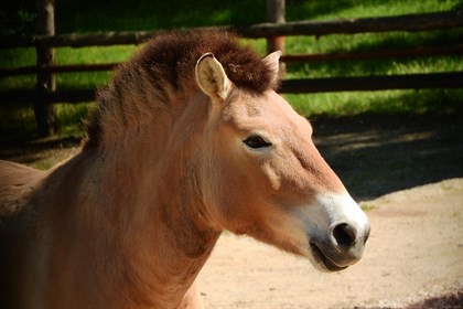 Przewalski's horse - Labelled for reuse