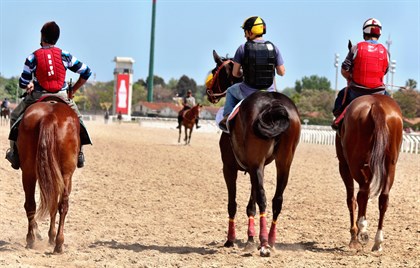 Racehorses on a dirt track - No credit needed.