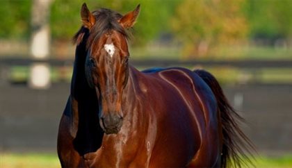 Redoute's Choice, the incredible Australian thoroughbred stallion who generated $2bn for Australian racing. credit Arrowfield Stud