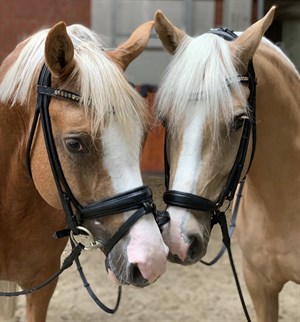Rose Oatley’s new pony Herzkönig (left) and Daddy Moon (right) © @roseoatley_dressage Instagram page