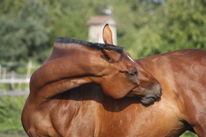 Sometimes an irritated gut can lead to horses biting their stomachs in an attempt to relieve the pain
