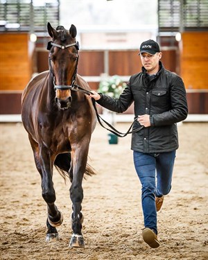 Spence Wilton and Umbro in the trot up at the 2017 Australian Dressage Championships. © Stephen Mowbray