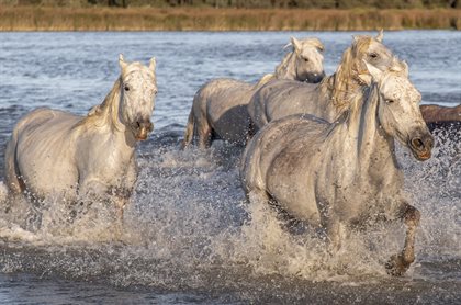 The Camargue horse is considered to be one of the oldest breeds of horse in the world