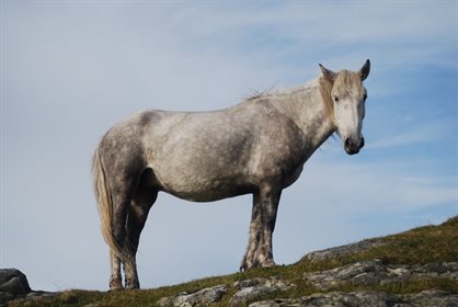 The Eriskay pony are almost always grey in colour © commons.wikipedia