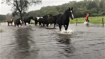 The HHH herd walking through floodwaters in March 2021. credit Hunter Horse Haven