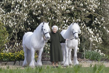 The Queen’s 96th Birthday tomorrow, Royal Windsor Horse Show have released a new photograph of Her Majesty with two of her fell ponies, Bybeck Katie a