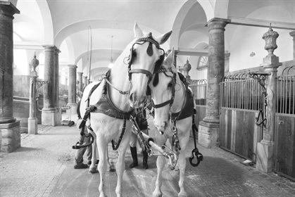 The Royal Danish stables. Image: Equestrian Life/Dorte Tuladhar