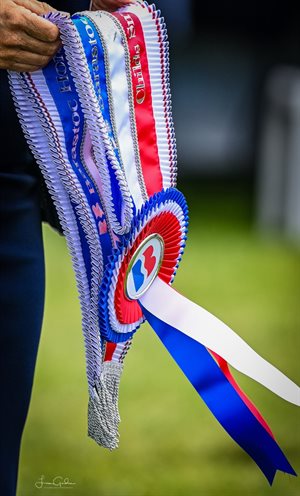 The rest of the class in the 2021 Barastoc HOTY show will be judged this weekend. © Lmgphotography/Lisa Gordon