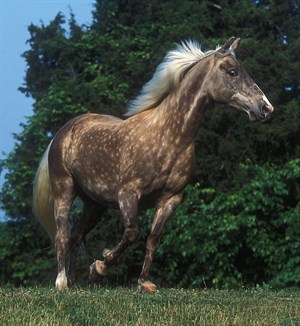 The striking Rocky Mountain Horse. (No credit needed)