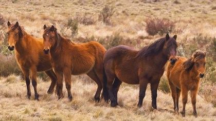 The trapping and rehoming of brumbies in the Kosciuszko National Park has begun.(ABC News: Greg Nelson)