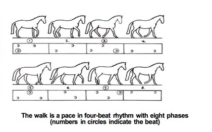 The walk is a pace in four-beat rhythm with eight phases (numbers in circles indicate the beat).