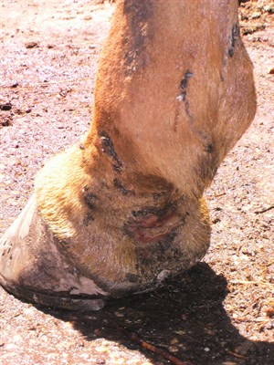 This is a pastern with a fourth degree burn, through the skin and into the tendon sheath © Maxine Brain
