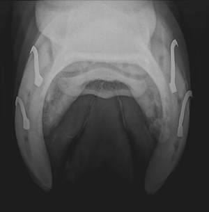 This is an x-ray of a navicular bone looking for evidence of “navicular disease”. © Maxine Brain