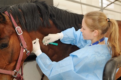 Vet giving horse an injection. Shutterstock.