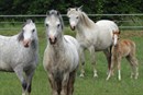 Welsh ponies © Pixabay