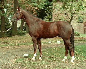 Wenzel 1 was a popular dressage sire from the German State Hanoverian Stud in Celle who had pioneered the process of freezing equine semen © IHB