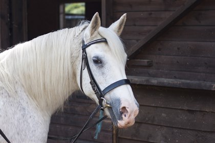 White horse with bridle.