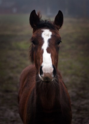 Young horses are more likely to contract strangles. © Christian Holme´r