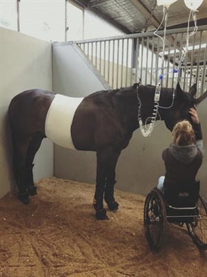 Zidane following colic surgery. Photo: Emma Booth Para Equestrian Facebook page