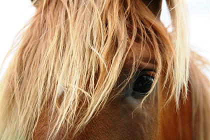 close up of horse © no credit required