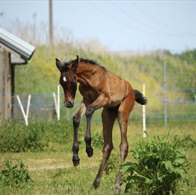 excited jumpy foal © Pixabay - not credit required